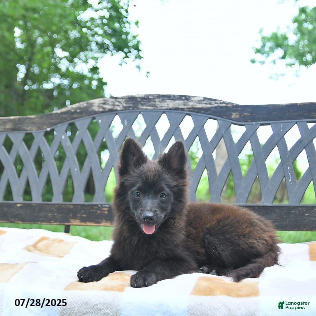 Pomeranian dogs for sale: Pepper - Image 10
