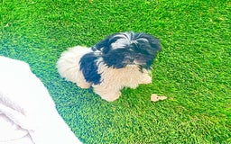 Shih Tzu dogs for sale: Itty Bitty Is A Tiny Teacup - Image 3