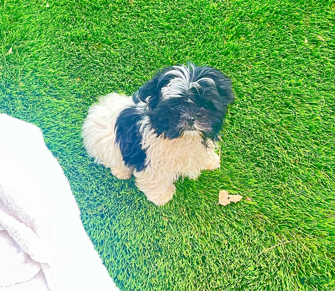 Shih Tzu dogs for sale: Itty Bitty Is A Tiny Teacup - Image 3
