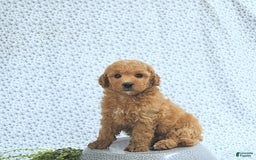 Mini Goldendoodle dogs for sale: Milo - Image 7