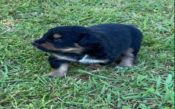 Australian Shepherd dogs for sale: Billy The Kid - Image 2