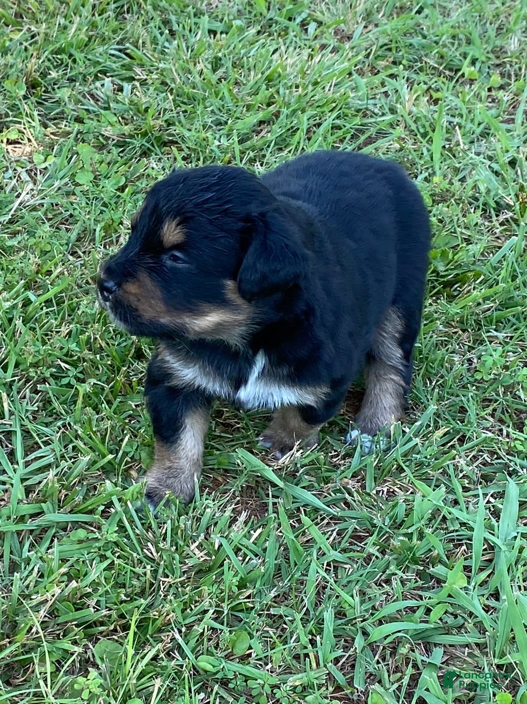 Australian Shepherd dogs for sale: Billy The Kid - Image 2