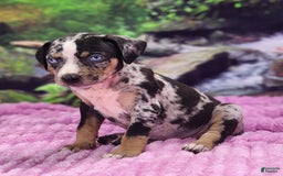 Catahoula Leopard Dog dogs for sale: Luna 2025 Female 3 - Image 15