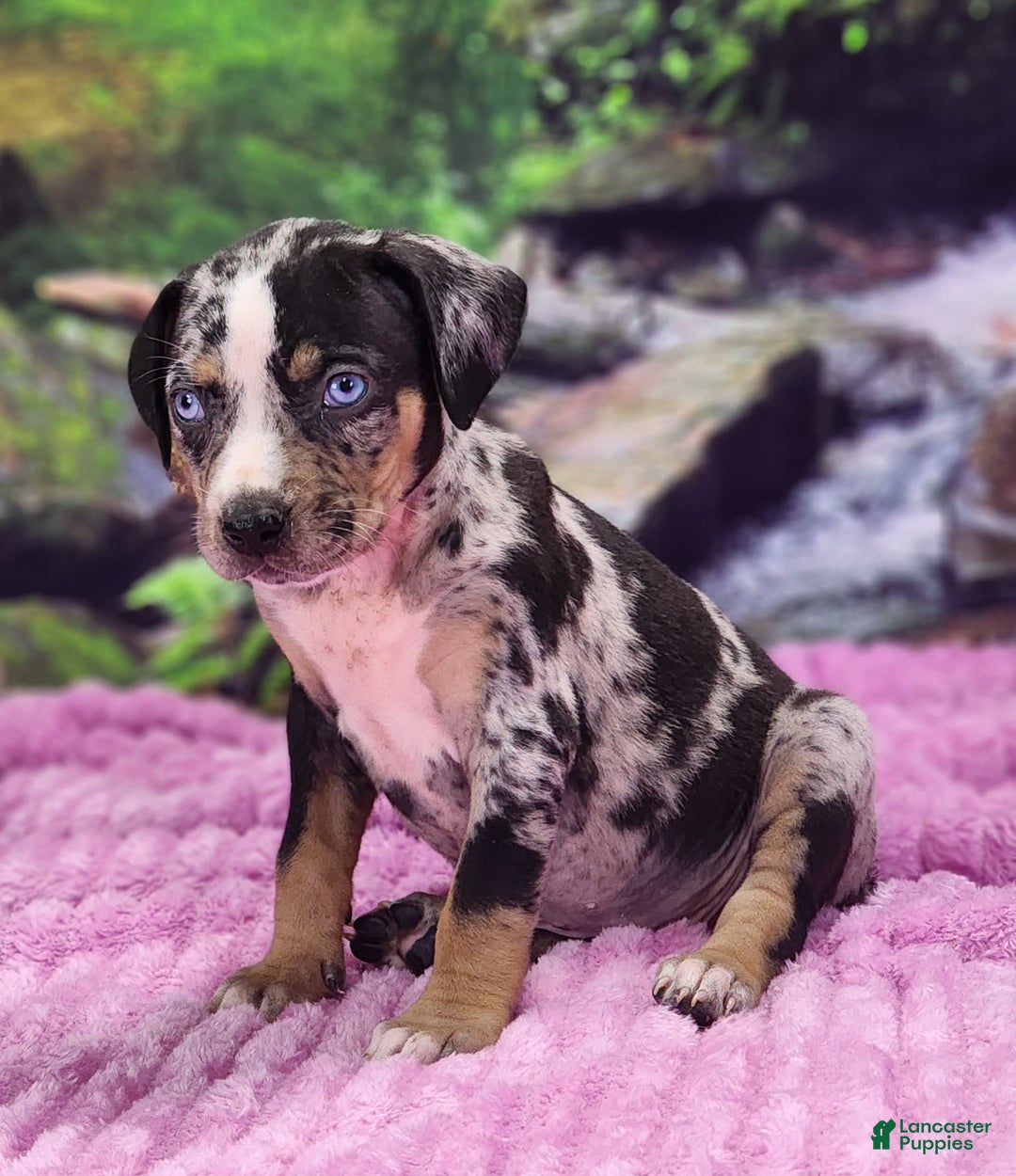 Catahoula Leopard Dog dogs for sale: Luna 2025 Female 3 - Image 15