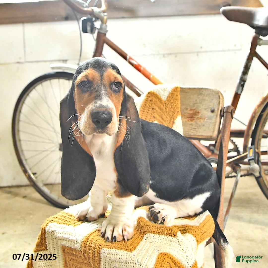 Basset Hound dogs for sale: Shanda - Image 2