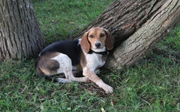 Beagle dogs for sale: Trish - Image 6