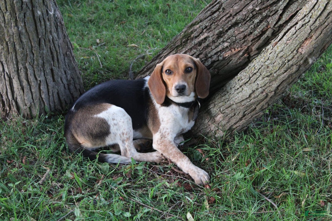 Beagle dogs for sale: Trish - Image 6
