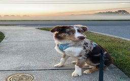 Australian Shepherd dogs for sale: Fritz Donegal - Image 3
