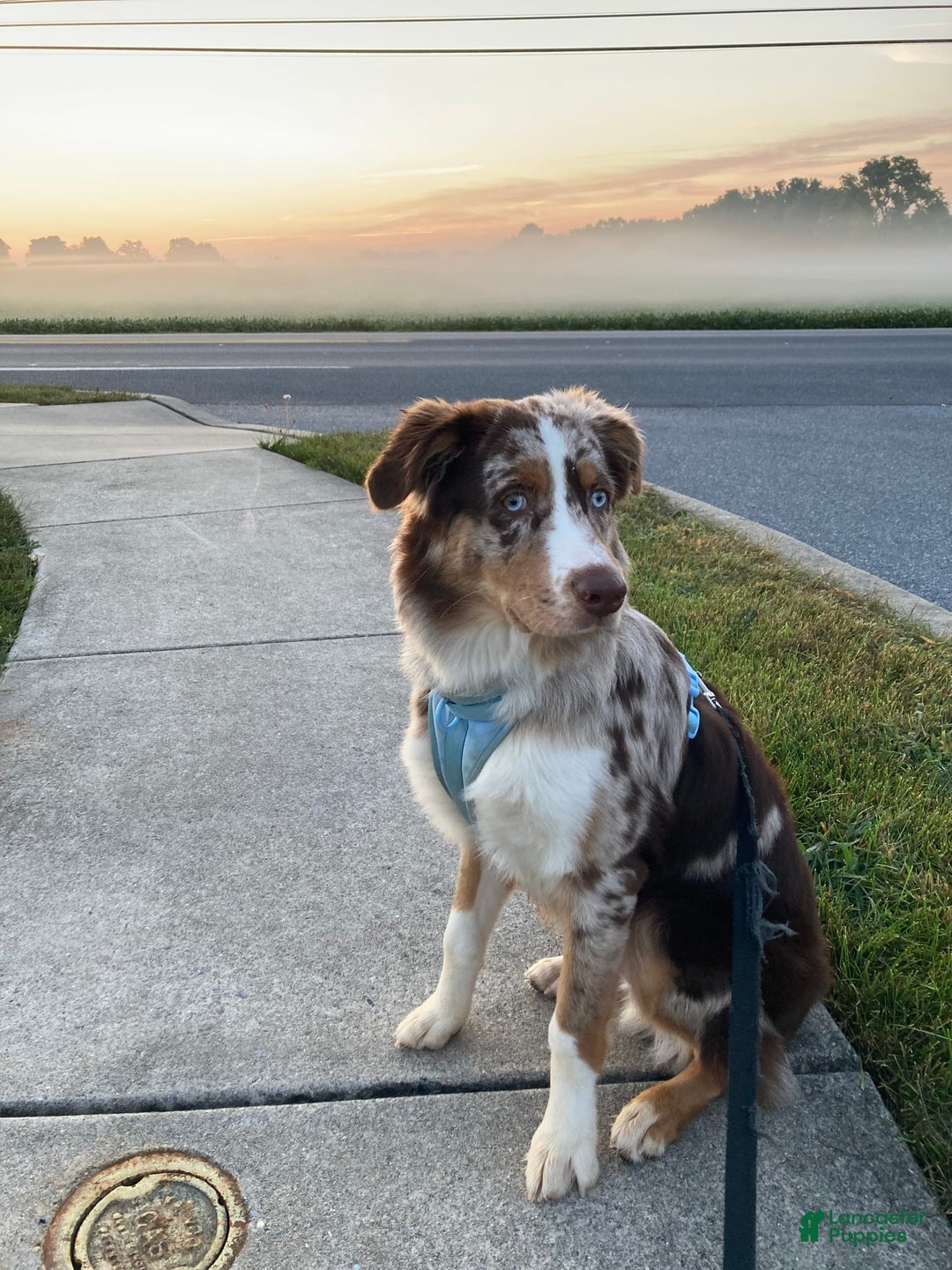 Australian Shepherd dogs for sale: Fritz Donegal - Image 3