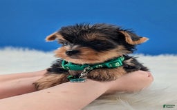 Yorkshire Terrier dogs for sale: Donnie - Image 4