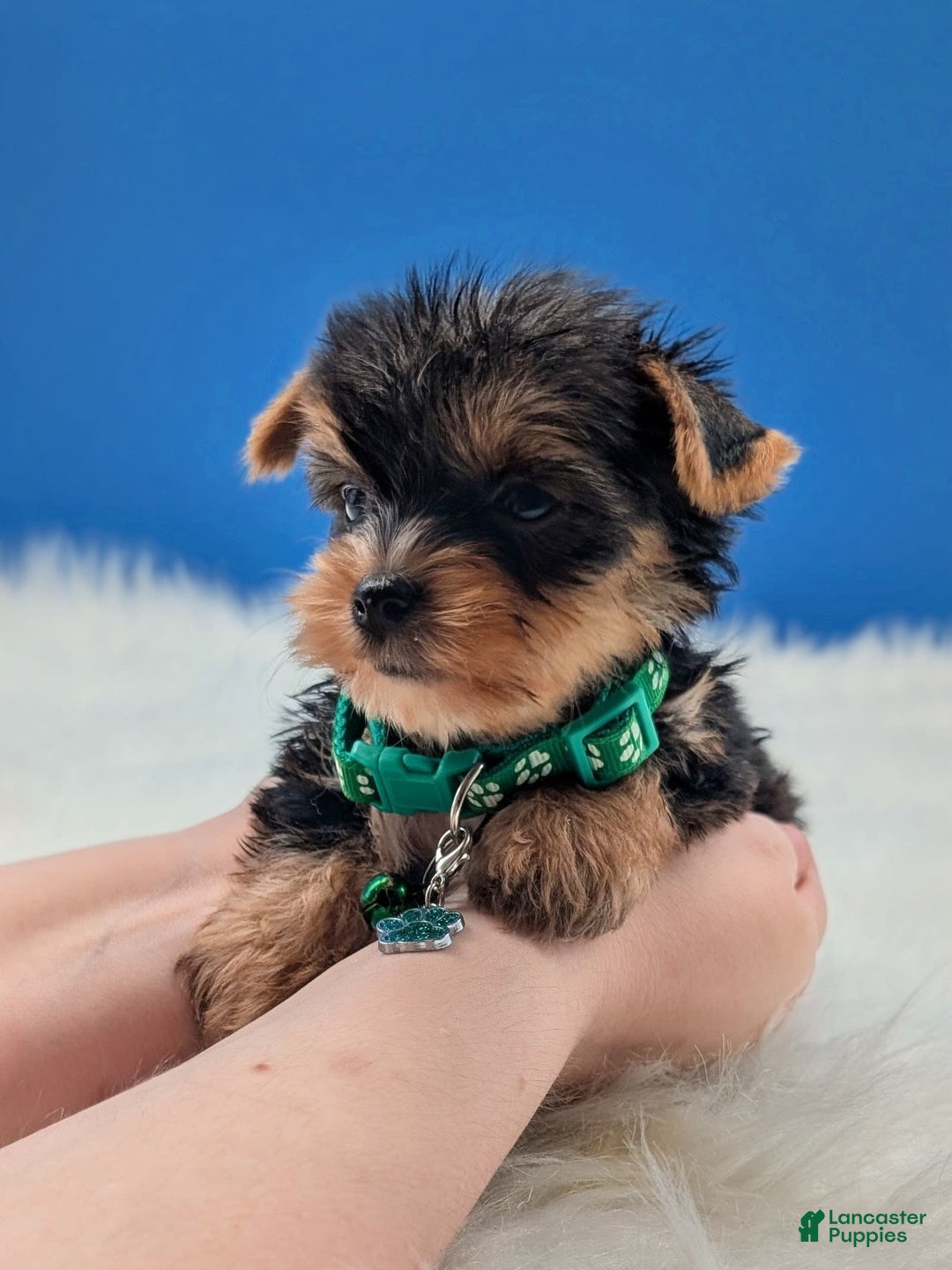 Yorkshire Terrier dogs for sale: Donnie - Image 4