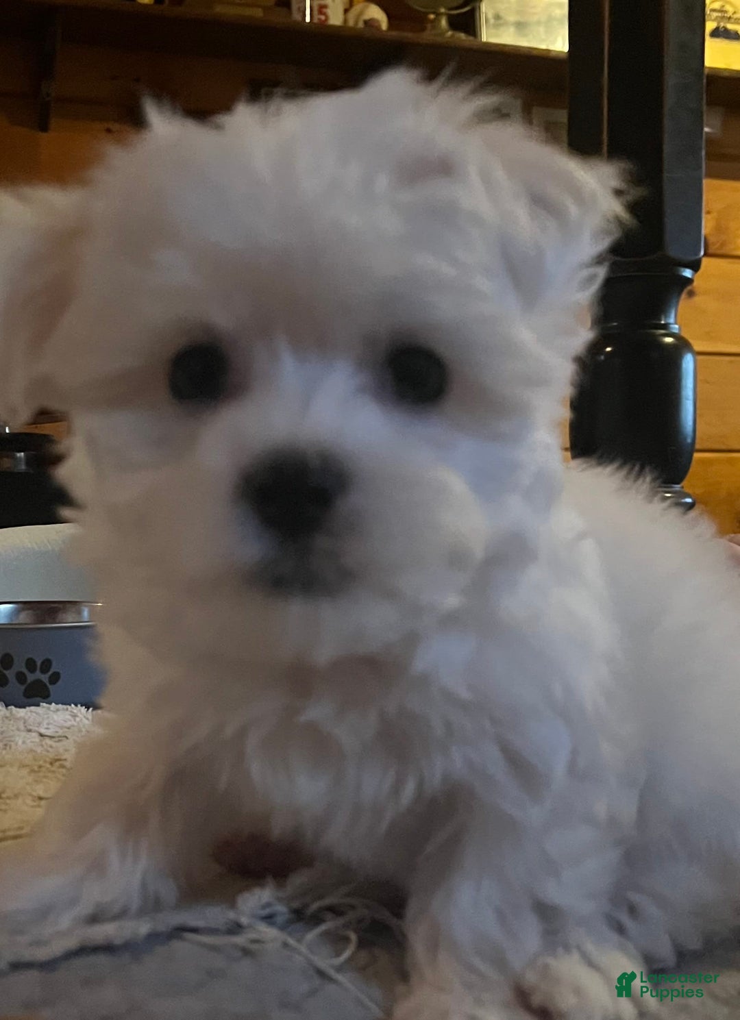 Maltese dogs for sale: Tutie - Image 16