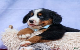Bernese Mountain Dog dogs for sale: Samson - Image 8