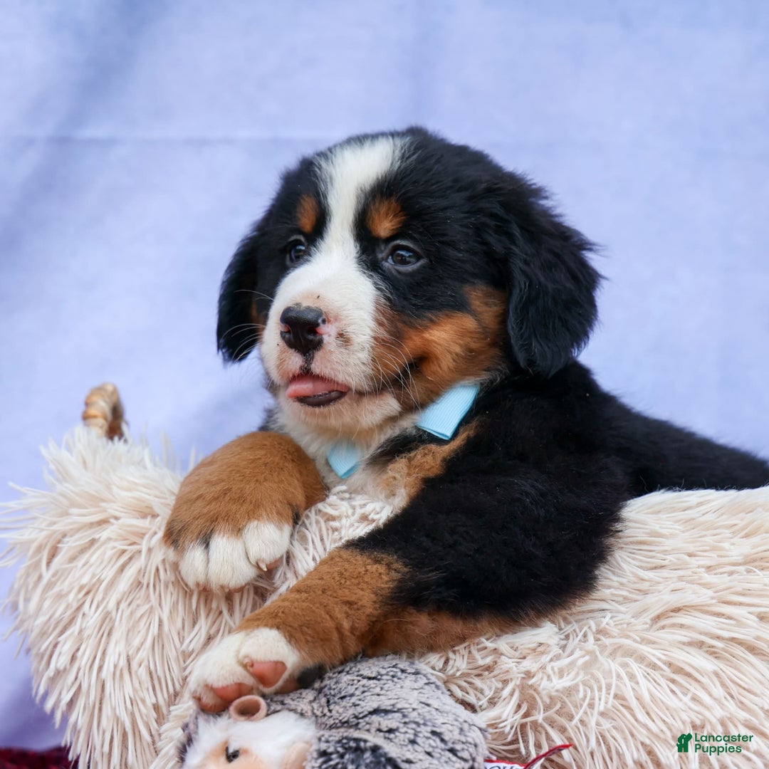 Bernese Mountain Dog dogs for sale: Samson - Image 8