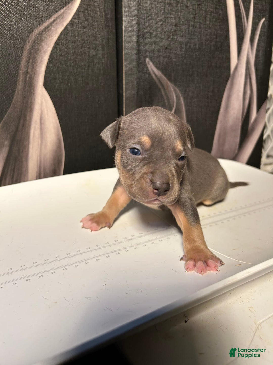 American Bully dogs for sale: Boots - Image 13