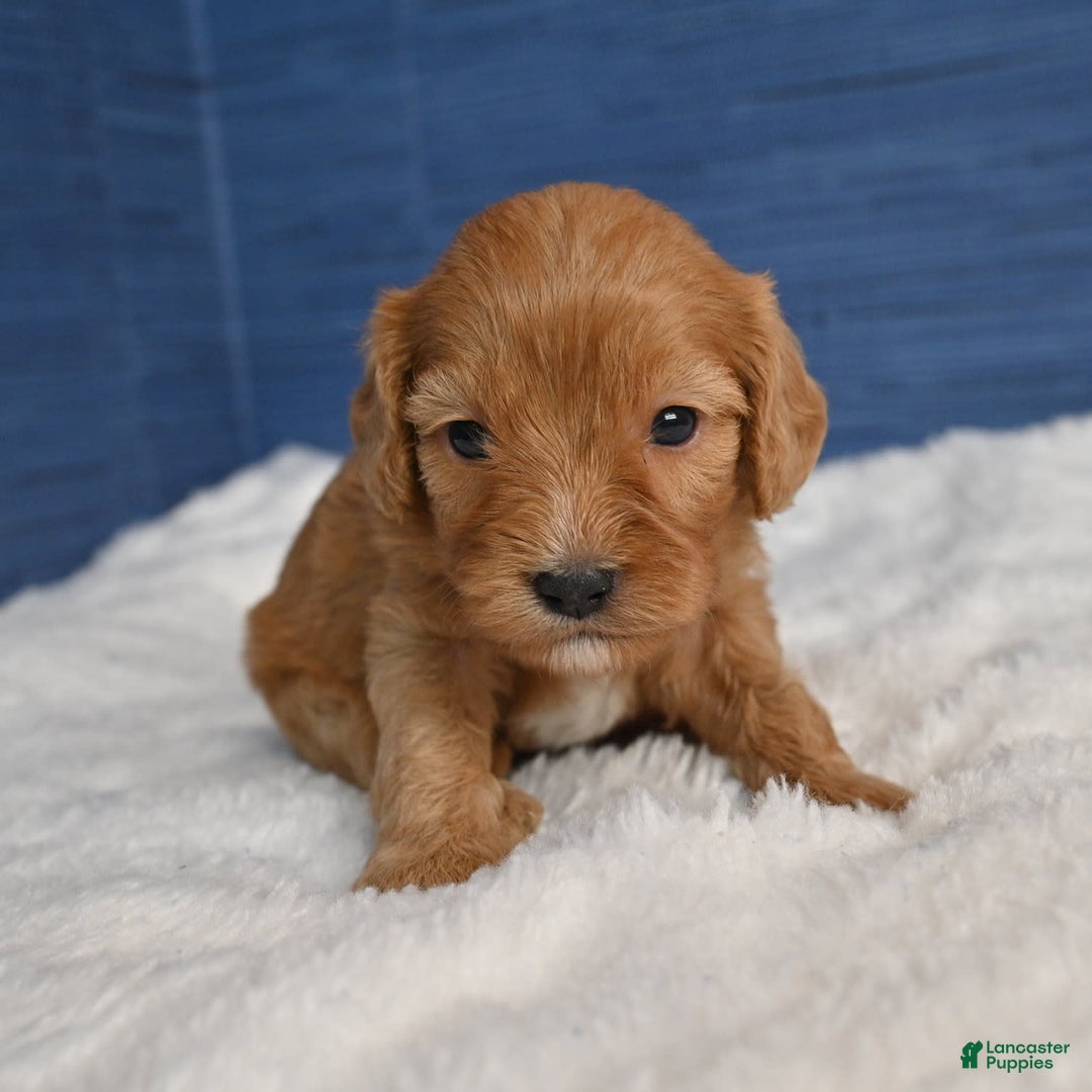Cavapoo dogs for sale: Cavapoo 6 puppies - Image 23