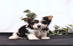 Biewer Terrier dogs for sale: Atlas - Image 4