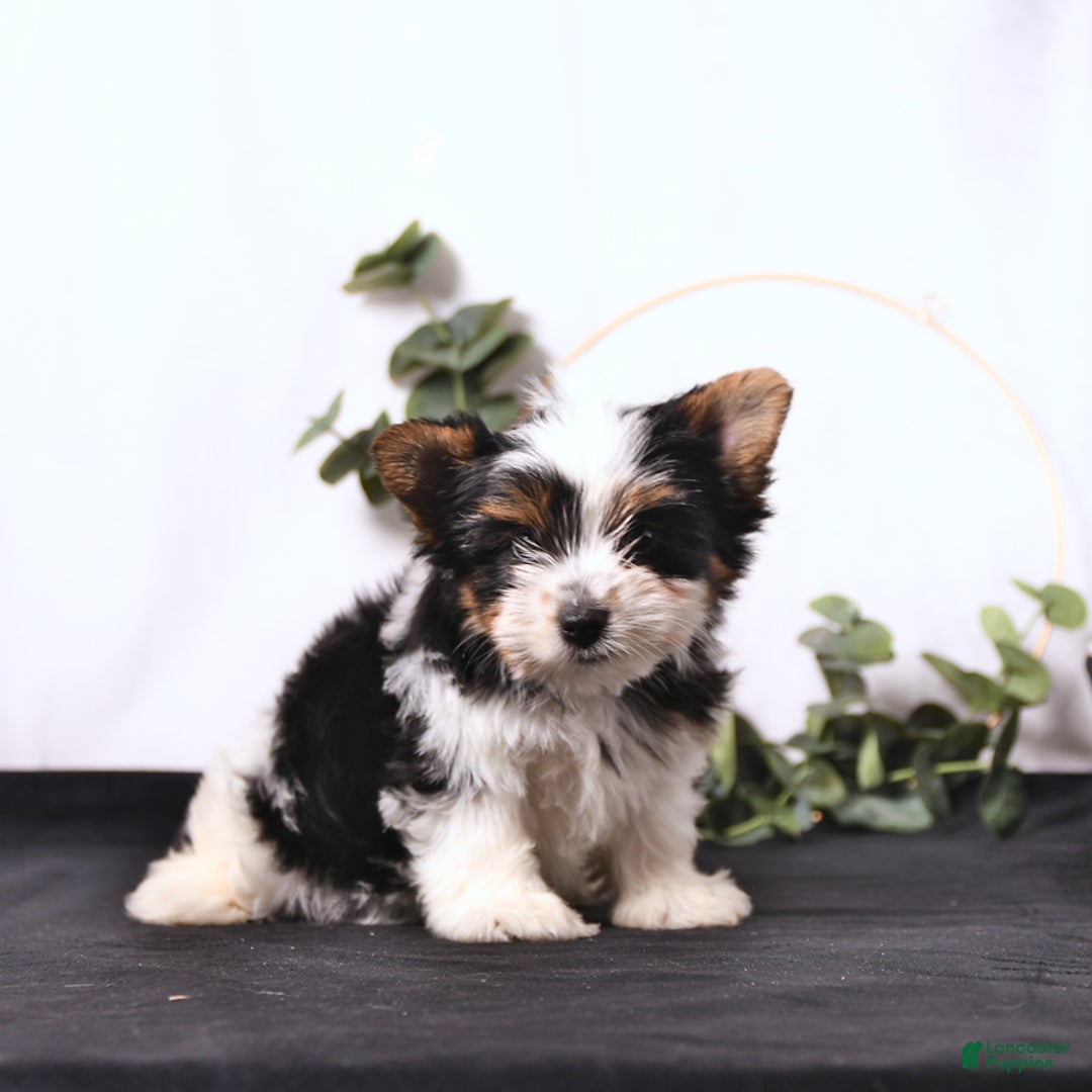 Biewer Terrier dogs for sale: Atlas - Image 4