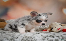 Chihuahua dogs for sale: Winston - Image 4