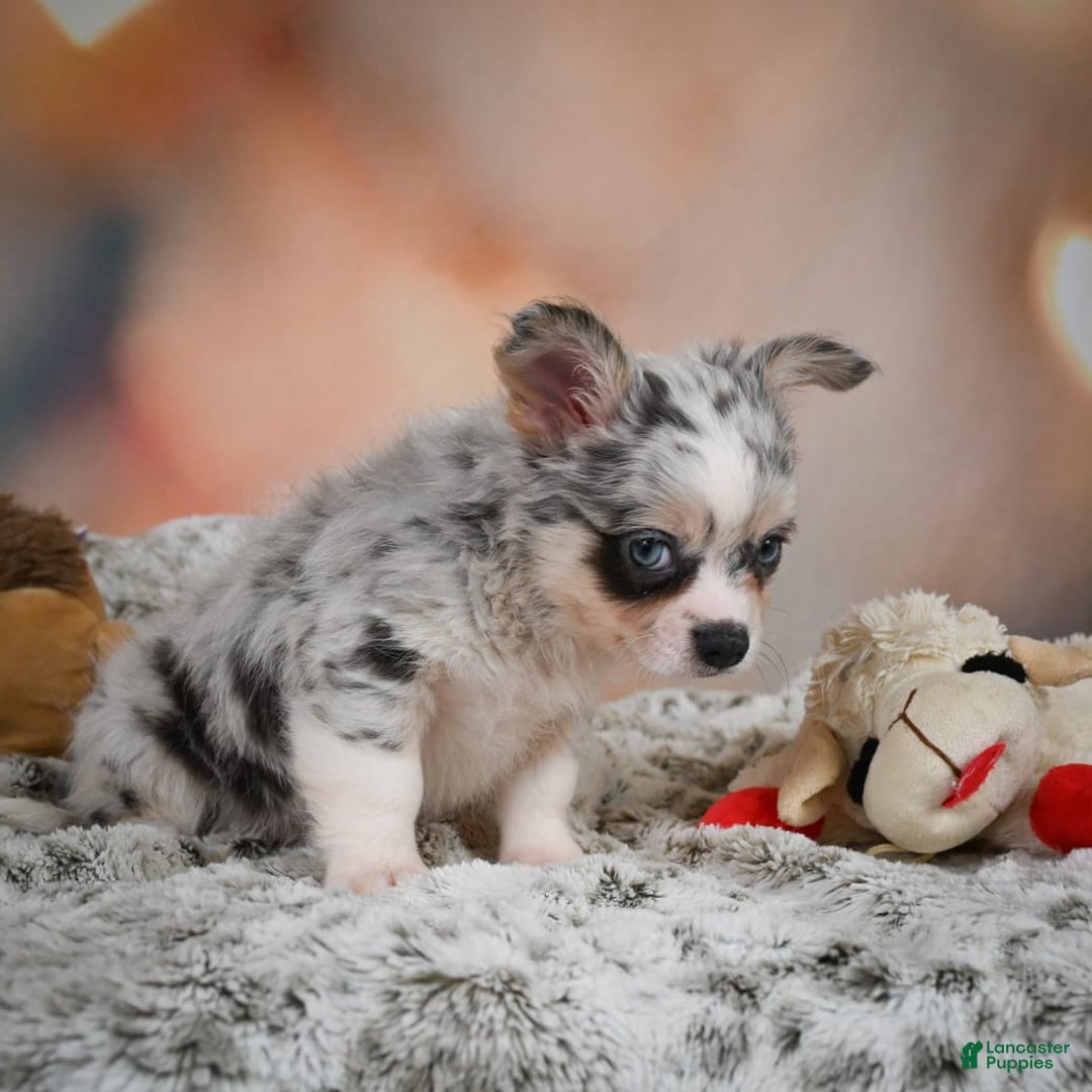 Chihuahua dogs for sale: Winston - Image 4