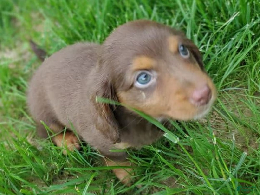 Dachshund dogs for sale: Otis - Image 7