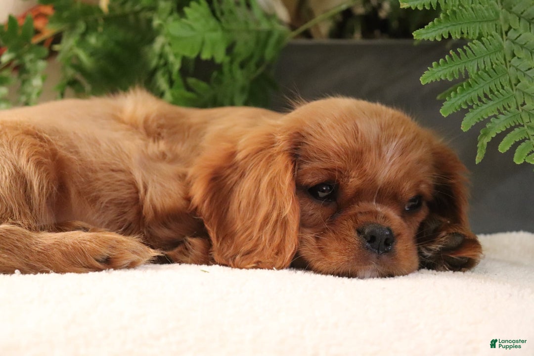 Cavalier King Charles Spaniel dogs for sale: Miles - Image 4