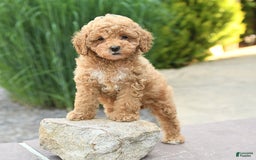 Toy Poodle dogs for sale: Jasmine - Image 4