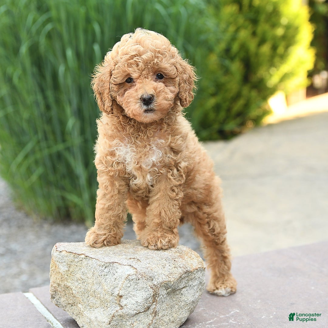 Toy Poodle dogs for sale: Jasmine - Image 4