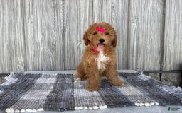 Mini Goldendoodle dogs for sale: Daisy - Image 9