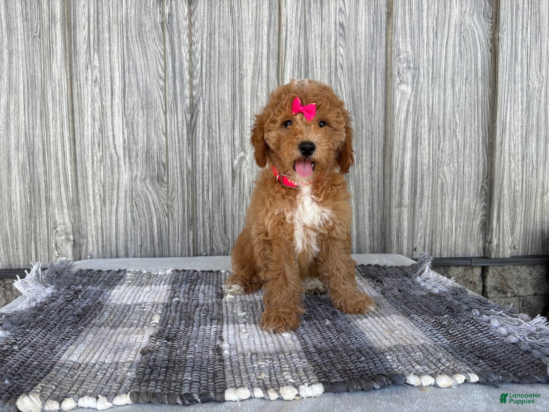 Mini Goldendoodle dogs for sale: Daisy - Image 9