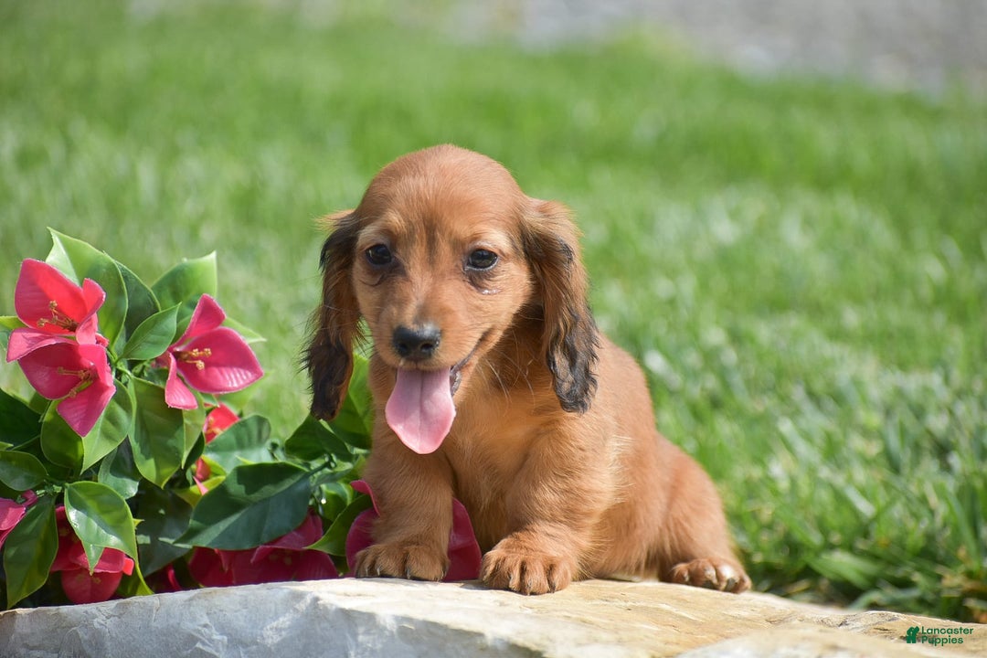 Miniature Dachshund dogs for sale: Dallas - Image 6