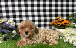 Miniature Poodle dogs for sale: Boomer - Image 5
