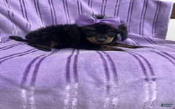 Toy Poodle dogs for sale: Kady - Image 4