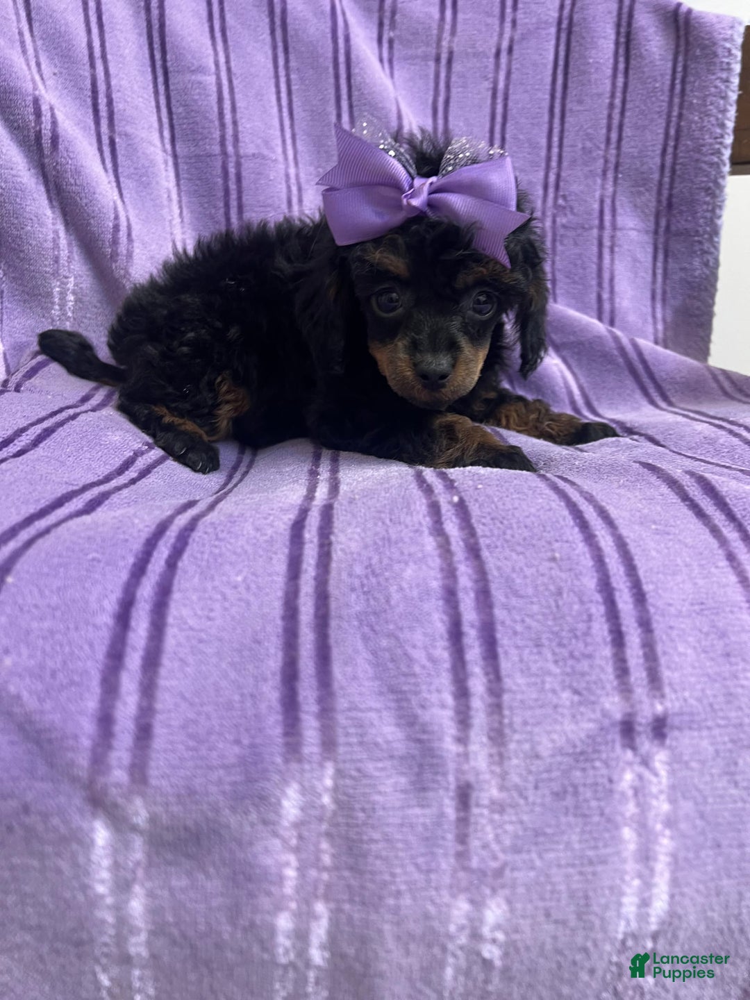 Toy Poodle dogs for sale: Kady - Image 4