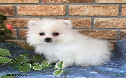Pomeranian dogs for sale: Teddy - Image 5