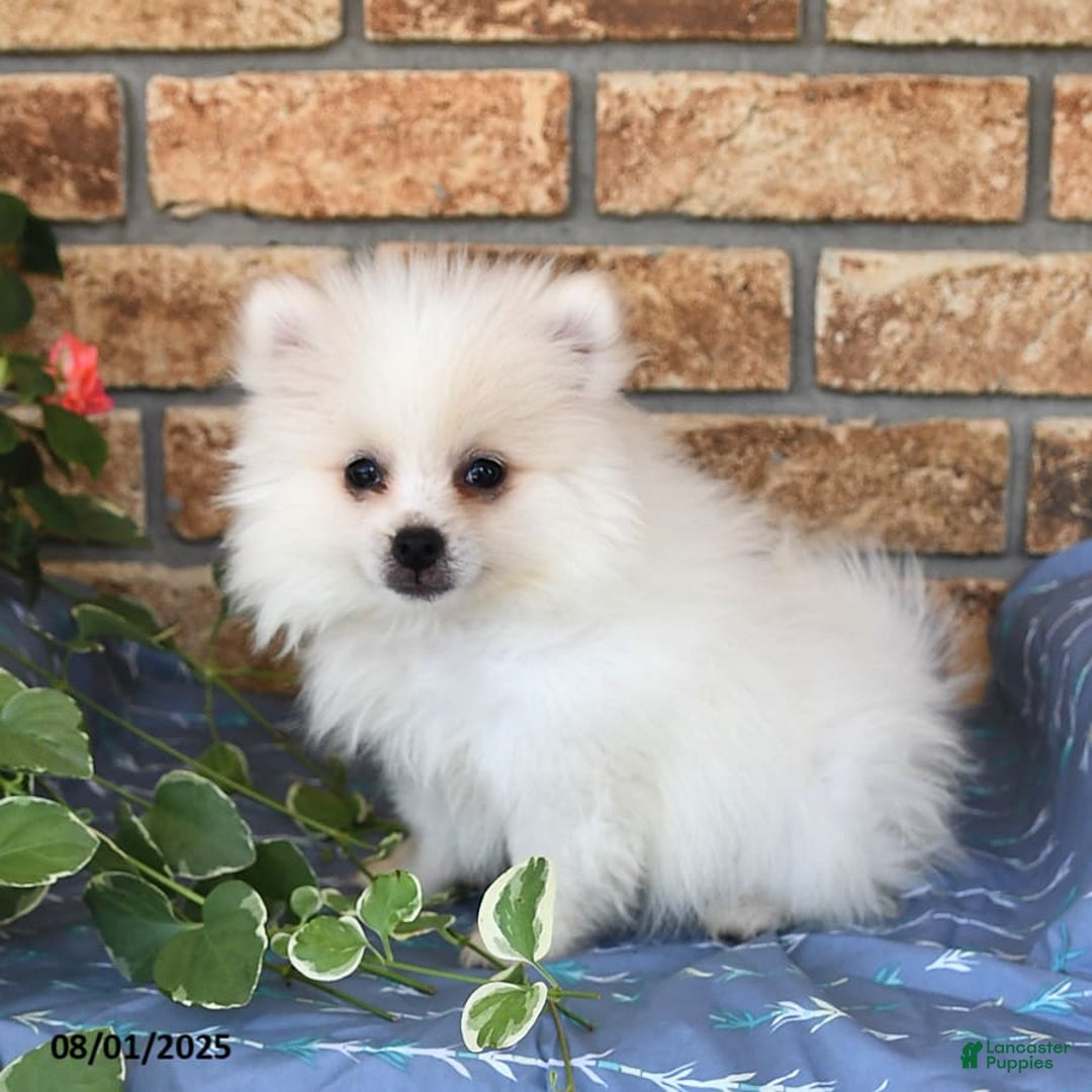Pomeranian dogs for sale: Teddy - Image 5