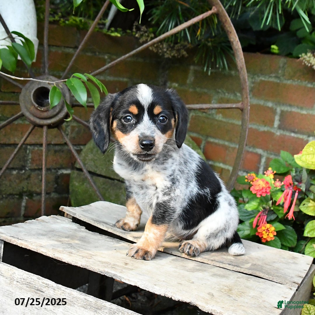 Miniature Australian Shepherd dogs for sale: Farrah - Image 2