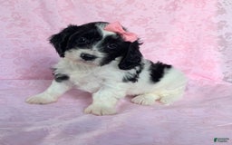Cavachon dogs for sale: Carly - Image 4