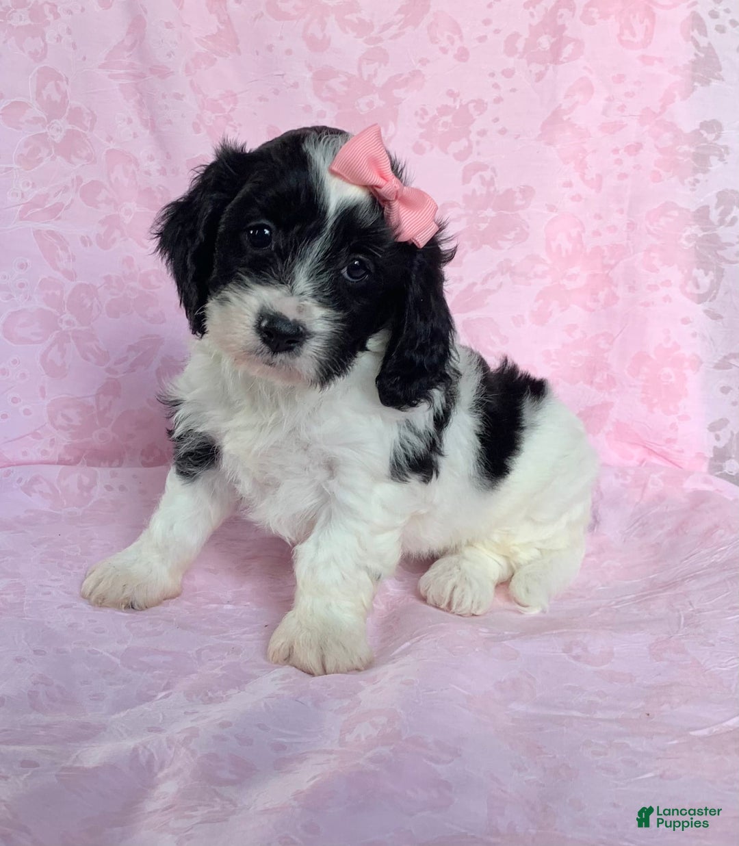 Cavachon dogs for sale: Carly - Image 4