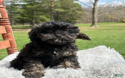 Cavapoo dogs for sale: Kingston - Image 7