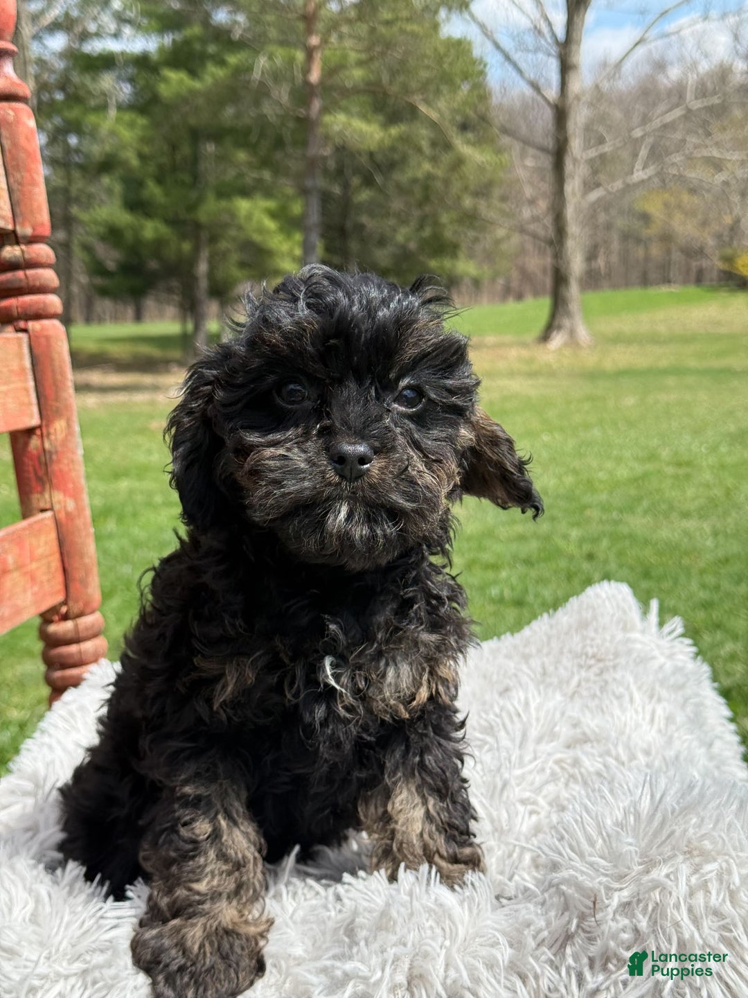 Cavapoo dogs for sale: Kingston - Image 7