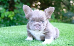 French Bulldog dogs for sale: Buff - Image 4