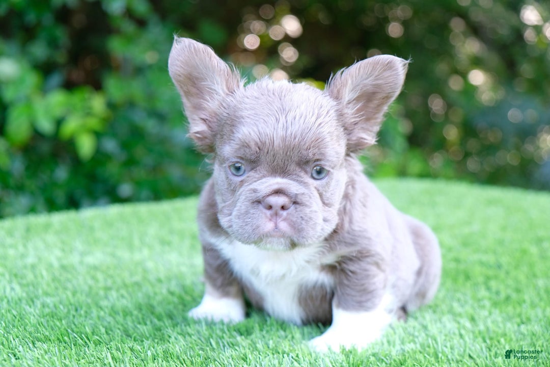 French Bulldog dogs for sale: Buff - Image 4