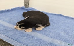Alaskan Klee Kai dogs for sale: Lexi - Image 1