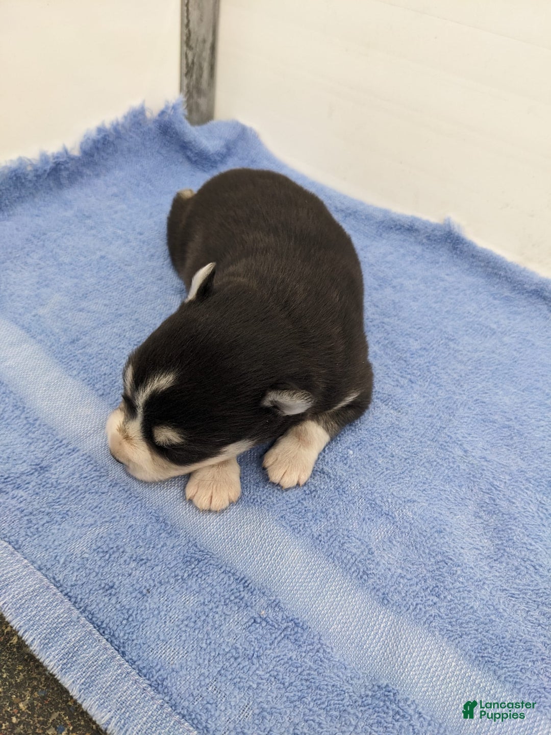 Alaskan Klee Kai dogs for sale: Lexi - Image 1