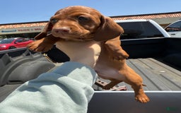 Miniature Dachshund dogs for sale: Otto - Image 12