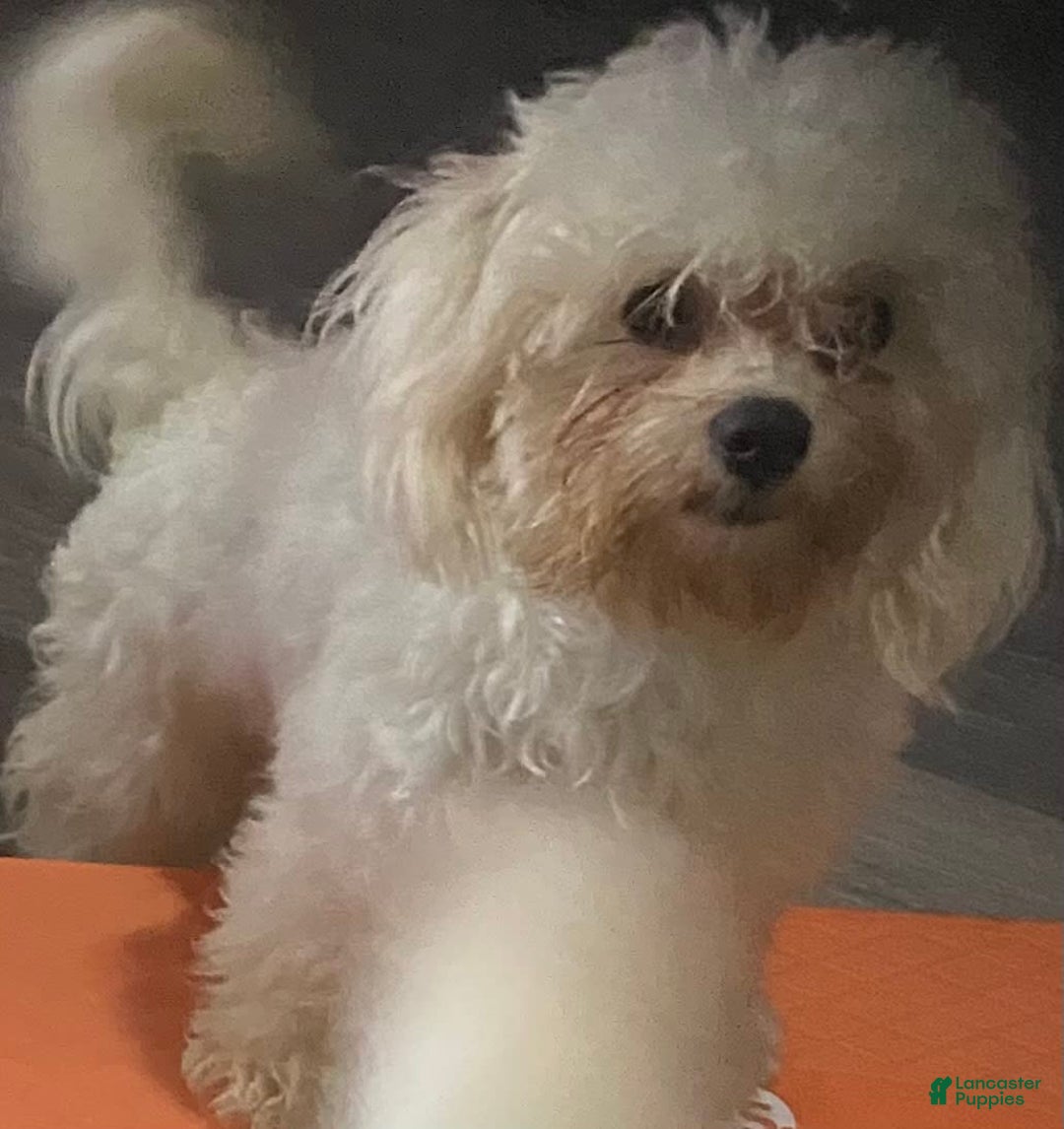 Teddy Bear dogs for sale: Tamara - Image 2