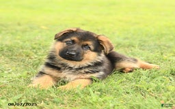 German Shepherd dogs for sale: Dynamo - Image 5