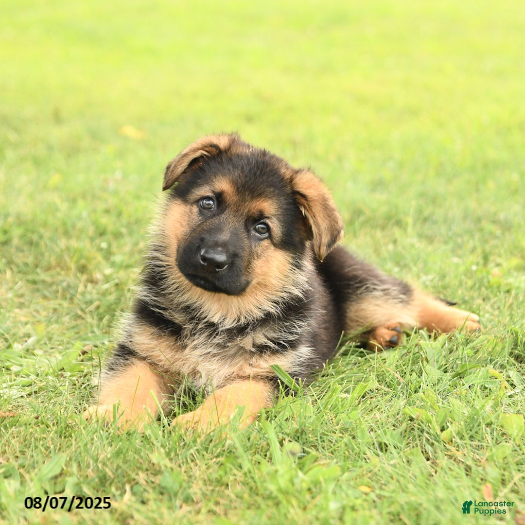 German Shepherd dogs for sale: Dynamo - Image 5