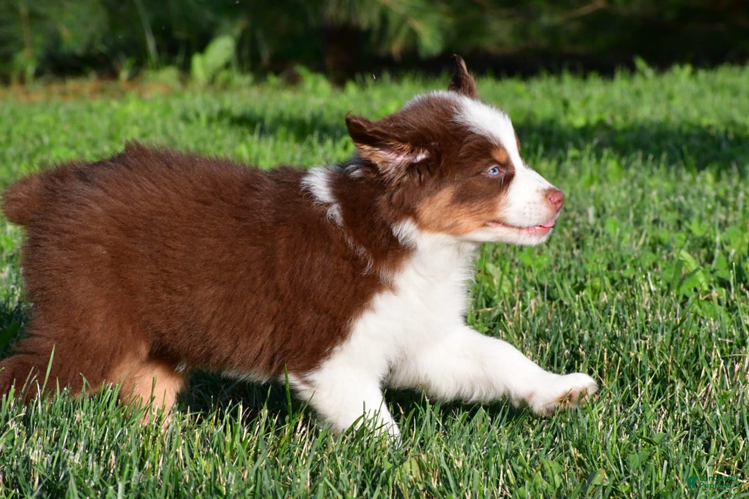 Australian Shepherd dogs for sale: Polly - Image 15
